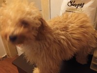 Maltipoo poodle kırması