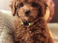Toy Poodle Bebeklerimiz Evinizin Neşesi Olacaktır