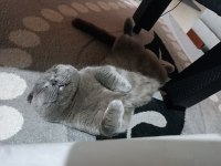Scottish fold kedime aile arıyorum