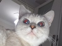 British kedi dişi