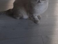 Kızım nazlı scottish fold