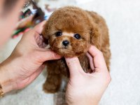 MİNİ BOY POODLE BEBEKLERİMİZ