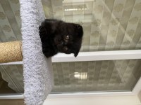 2 aylık kömür scottish fold oğluşum