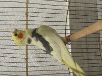 1 yaşında kelime konuşan sağlıklı ERKEK