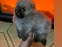 Pomeranian Boo Teacup Erkek Ayıcık