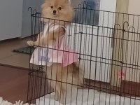 Pomeranian boo 7 aylık dişi