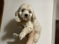 A kalite kıvırcık maltipoo bebekler