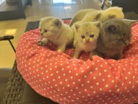 Ankara rezerve açık british shorthair yavrularımız