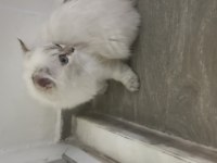 British longhair kedimizi sahiplendirmek