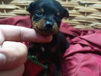 0 numara minyatür pinscher