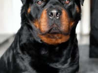 Macar koca kafa rottweiler