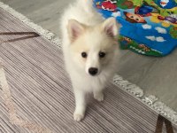 4 aylık spitz yavru