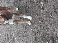 Oyuncu köpeğim