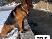 Solid black siyah alman çoban köpeği