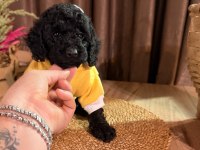 Kızıl siyah ve silver toy poodle bebeklerim