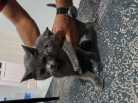 1 adet 1 aylık dişi british shorthair