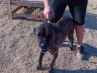 Ücretsiz Sahiplendirme Cane Corso