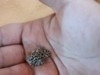 Farklı Canlı Arayanlara Buffo Viris