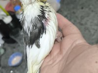 Sultan yavruları 2 aylik ele omuza gelir uygun değildir