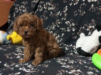 Toy poodle köpekler