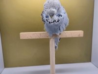 Show Jumbo Yavru Dişi Muhabbet Kuşu