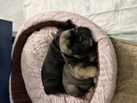 Siyah ve kahverengi 1 buçuk aylık french bulldog