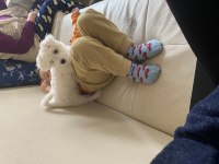 Maltipoo 4aylık yavru