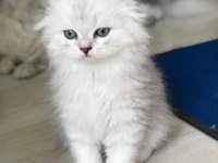 british longhair yavrular