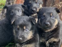 Alman Kurdu Köpeği Yavruları