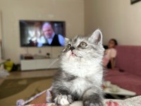 2.5 3 aylık British Shorthair Chinchilla yavrusu