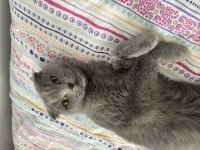 2 yaşında scottish fold