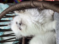 British Longhair Güzelliklerimiz