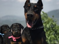A SCR ANNE BABADAN DOBERMAN YAVRULARI