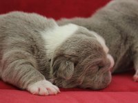 SİTENİN EN GÜZEL İNGİLİZ BULLDOG BEBEKLERİ