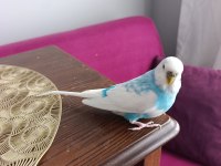 Muhabbet kuşu erkek 1 yaşında