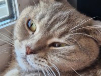 ACİL KEDİMİZ (ÜCRETSİZ)