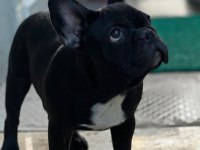 6 aylık dişi french bulldog