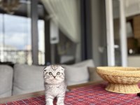 SCOTTISH FOLD IRK GARANTİLİ YAVRULARIM 