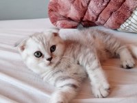 1.5 aylık sağlıklı ve oyuncu scottish fold yavrular