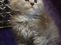 Şecereli maine coon erkek ns24