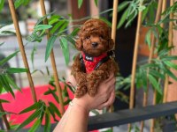 PREMİUM GÖRÜNÜMLÜ TOY POODLE YAVRUMUZ