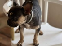 Blue tan dişi french bulldog