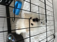 8 aylık pomeranian