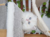 MUNCHKIN CUCE KEDI