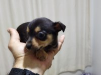 Bebek minyatür pinscher