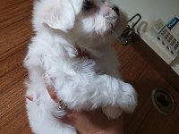 Kalite ve özel maltese isteyenlere