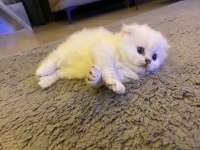 45 günlük dişi british longhair yavrumuzu sahiplendiriyoruz