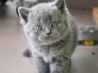 Safkan full british shorthair soy yavrular