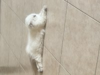 Scottish fold Longhair
