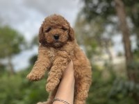 Toy Poodle Bebekler